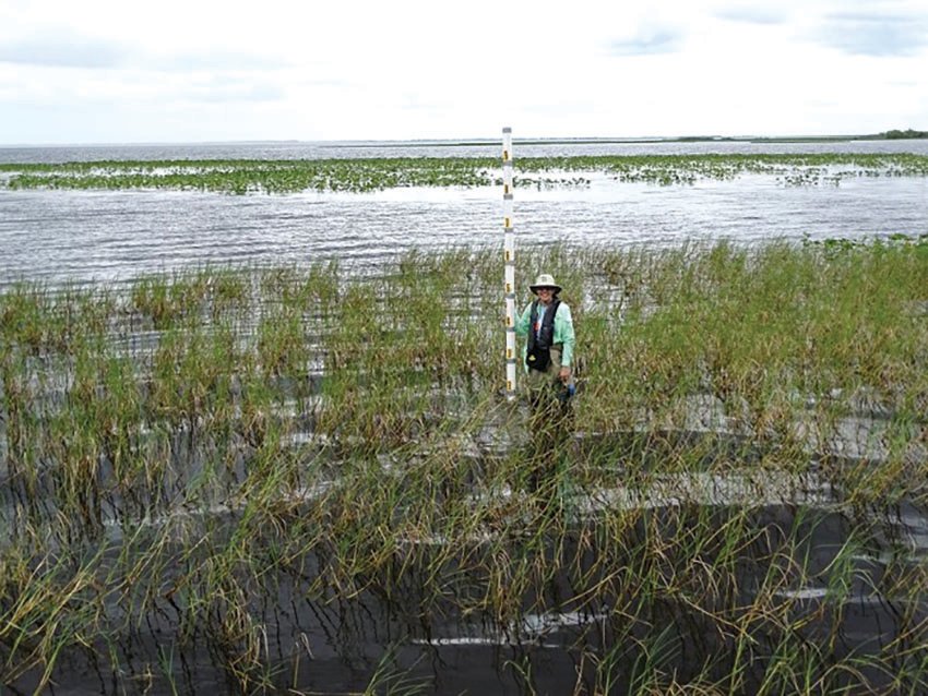 FWC is transplanting more than 150,000 aquatic plants on Lake Istokpoga to help restore this popular shallow sportfishing lake.