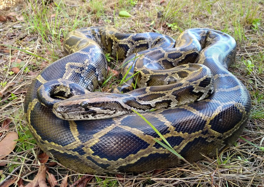 Burmese Python