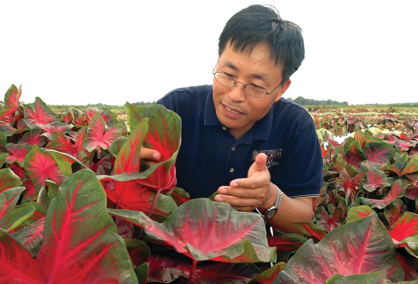 Zhanao Deng tending to caladiums at the Gulf Coast Research and Education Center.