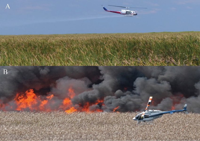 (Top image) Aerial application of herbicide and prescribed burns (bottom photo) are common methods for cattail managements. Both techniques require use of a helicopter.
