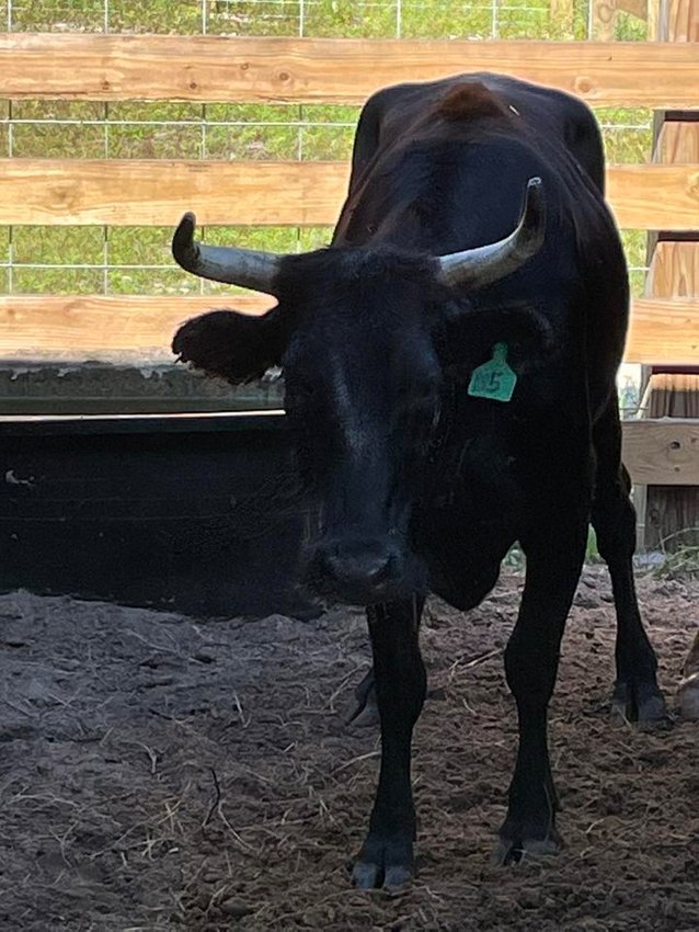 HCSO captured cattle in the area of Lakeview Ave. and Hendry Isles Blvd. in the community of Pioneer Plantation on Dec. 23.