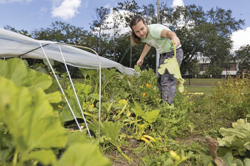 A student in Dr. Xin Zhao&rsquo;s organic and sustainable crop production class working in the Horticultural Sciences Teaching Garden.