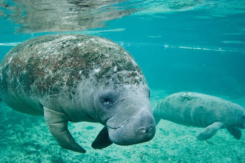 Nearly every living manatee bears scars from encounters with boat propellers, and high-speed collisions with fast-moving watercraft is a top cause of manatee deaths.