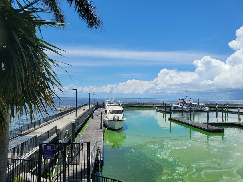 PAHOKEE -- A blue-green algal bloom was sighted at the Pahokee marina the first week of June. It was treated with algaecide. Two days later, the bloom was gone.