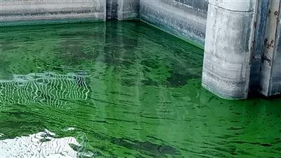 CANAL POINT -- An algal bloom was sampled at the S-271 water control structure at Canal Point on June 14. Toxin levels were 52 ppb.