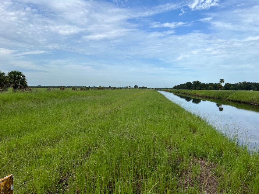 OKEECHOBEE --  The ranchland which will be the site of the EIP project is currently being used for cattle grazing.