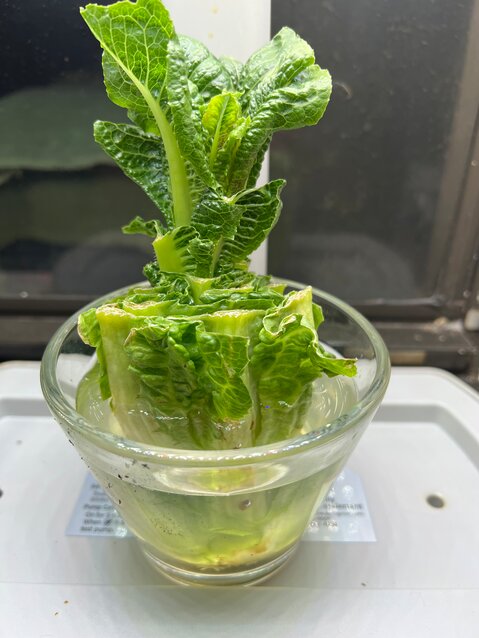 Put the end  of a head or Romaine Lettuce in water and place it on a window sill. Watch it grow!