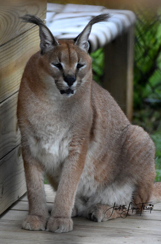 This is one of the unusual cats you will see at Panther Ridge.