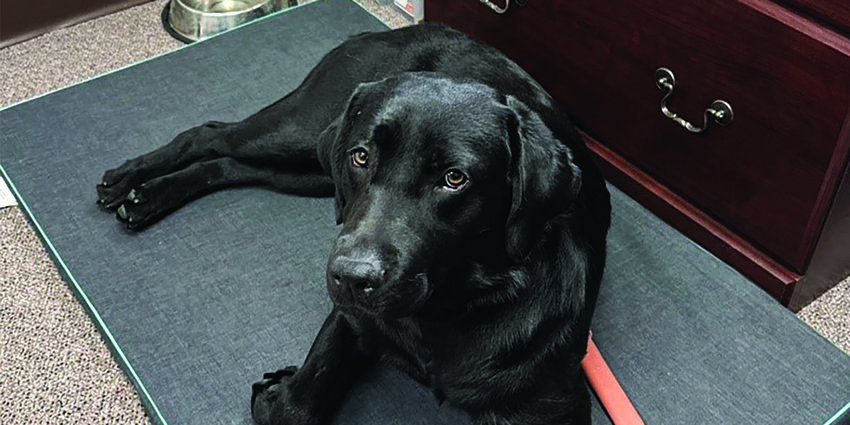 K9 Angel recently began work at the Okeechobee County Sheriff's Office as a therapy dog.