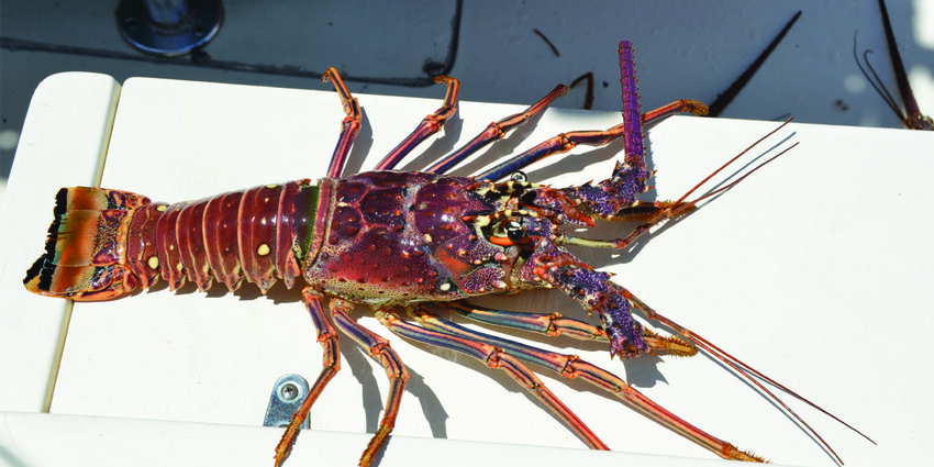 Spiny lobster season opens with the two-day recreational mini-season on July 26 and 27, followed by the regular commercial and recreational lobster season, which starts Aug. 6 and runs through March 31, 2024.
