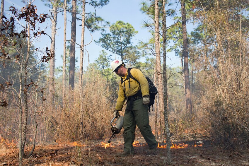 [Photo by Tyler Jones/UF/IFAS Photography]  A fireman performs a controled burn at Ordway-Swisher Biological Station near Melrose, Florida.