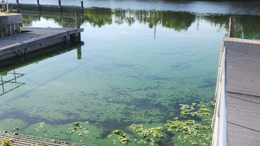 An Aug. 3 algal bloom at Timer Powers Park boat ramp had toxin levels of 800 parts per billion according to FDEP. The bloom was treated by FDEP and by Aug. 9 toxin levels had dropped to 5.6 ppb. EPA considers levels below 8.0 ppb to be safe for swimming.