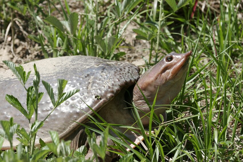 Healthy softshell turtles are active and alert.