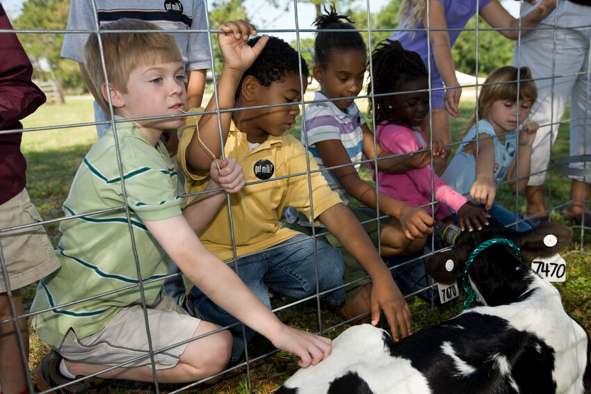 Elementary school children petting young calves at the University of Florida's Dairy Daze 2009.