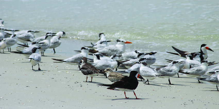IBNB Permitted Monitors are an important tool in conserving shorebirds and are qualified to assist FWC Incidental Take Permittees with minimizing and avoiding harm or harassment of imperiled beach-nesting birds