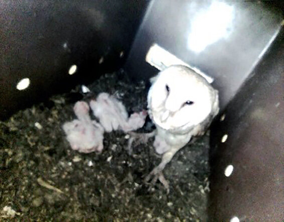 Barn owl with ten-day-old owlets.