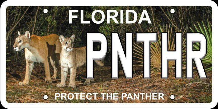 New license plate design features photograph taken by Carlton Ward in 2018 of the first female panther documented north of the Caloosahatchee River since 1973, along with her kitten