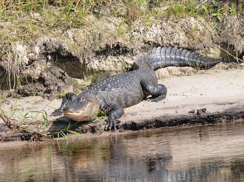 Alligators are part of the natural ecosystem of the Kissimmee River basin. [Photo courtesy SFWMD]