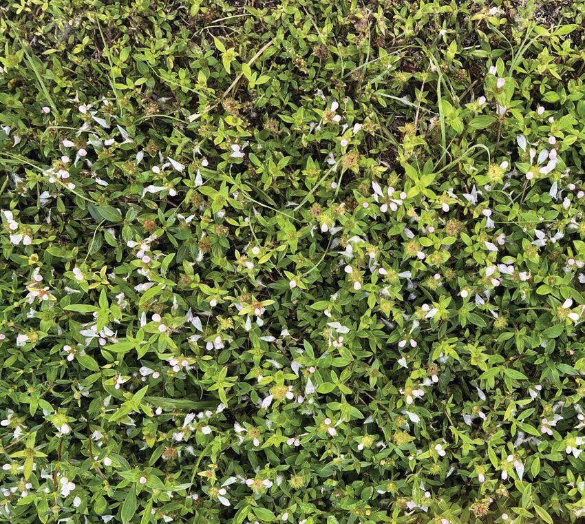 &quot;Florida snow&quot; is a plant with tiny white flowers.