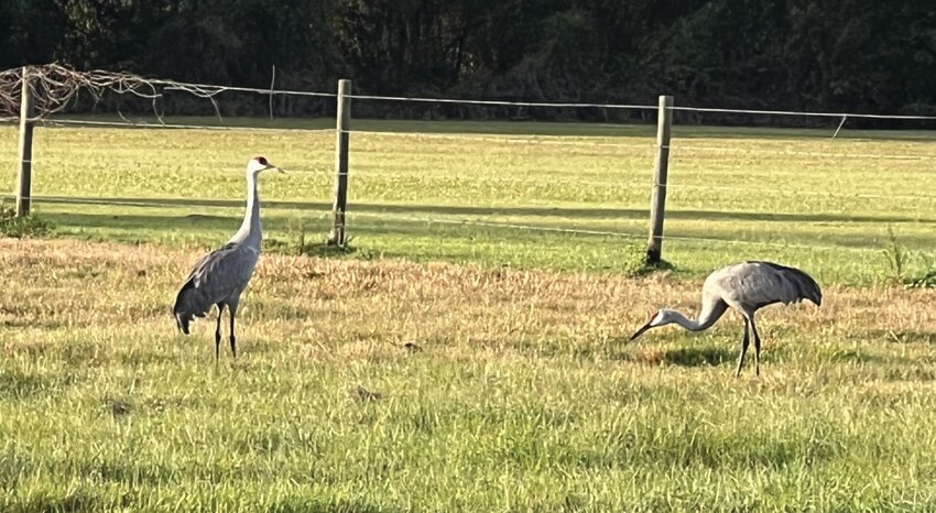 Sandhill cranes can often be found in pastures in South Florida. [Photo by Katrina Elsken/Lake Okeechobee News]