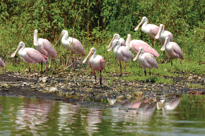 Roseate spoonbills are seen in Stormwater Treatment Area 1. [Photo courtesy South Florida Water Management District.]