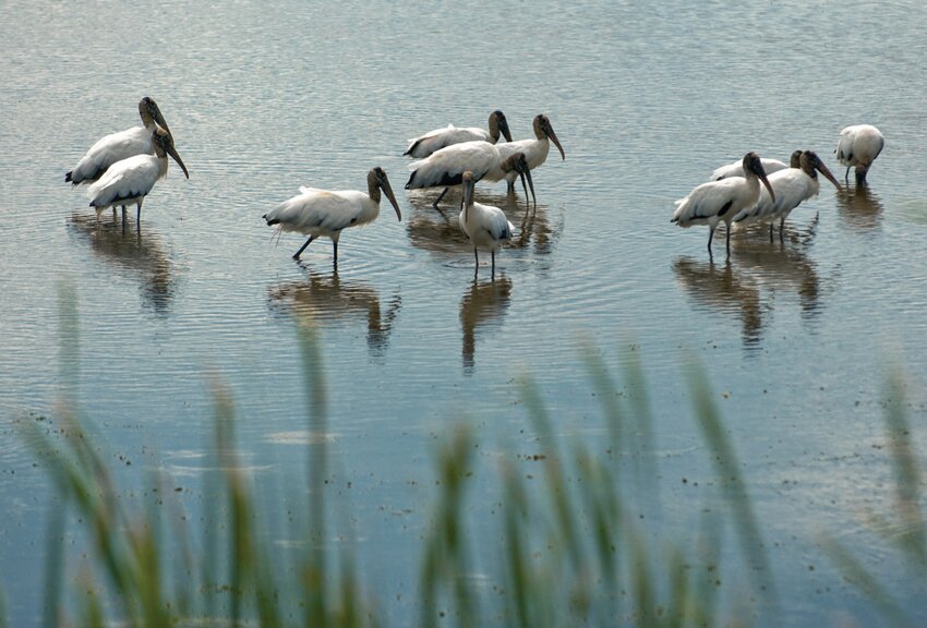 06/18/08 STA-5 Stormwater Treatment Area five birds wildlife wetlands wood storks