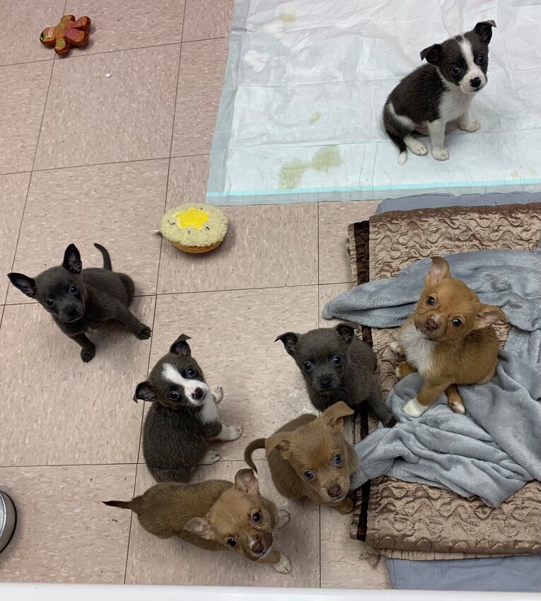 Puppies will be available Friday at the Okeechobee Animal Control Shelter.