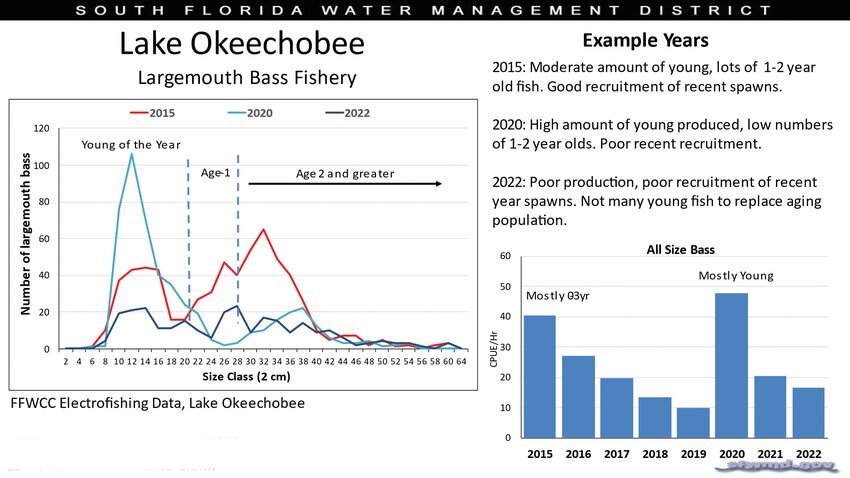High water in Lake Okeechobee has meant loss of submerged aquatic vegetation (SAV). Young fish need SAV for cover. As a result of the loss of SAV, fewer young fish are surviving to adulthood.