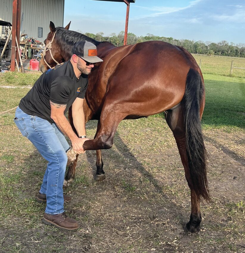 OKEECHOBEE -- Regular chiropractic adjustments help keep horses in top condition. [Photo by Katrina Elsken/Lake Okeechobee News]