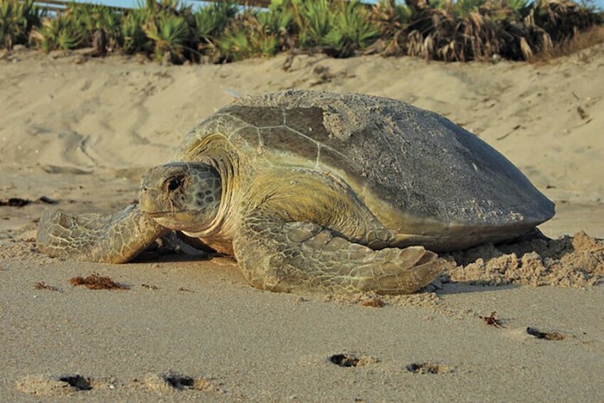 Female sea turtles expend large amounts of energy crawling out of the surf and far enough up the sand in order to dig and lay nests in spots that are less vulnerable to the tides.
