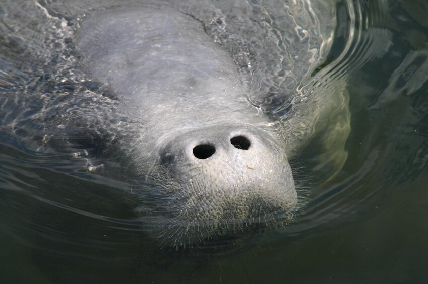 Although adult manatees are large, spotting them in the water can be challenging. [Photo courtesy FWC]