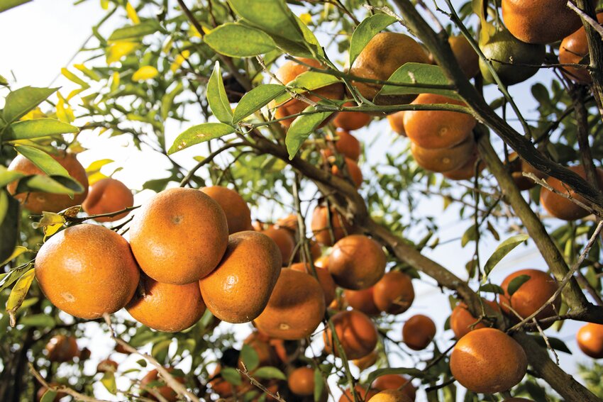 Clusters of oranges on orange trees.