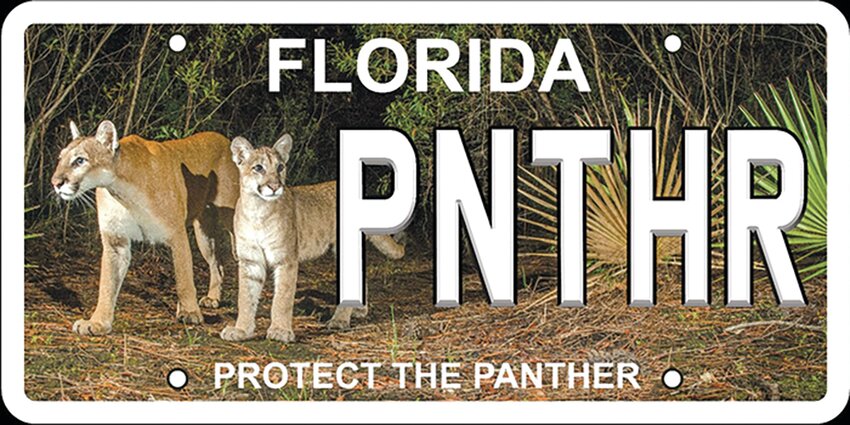 Show your support for Florida Panther conservation with the new Florida Panther license plate.