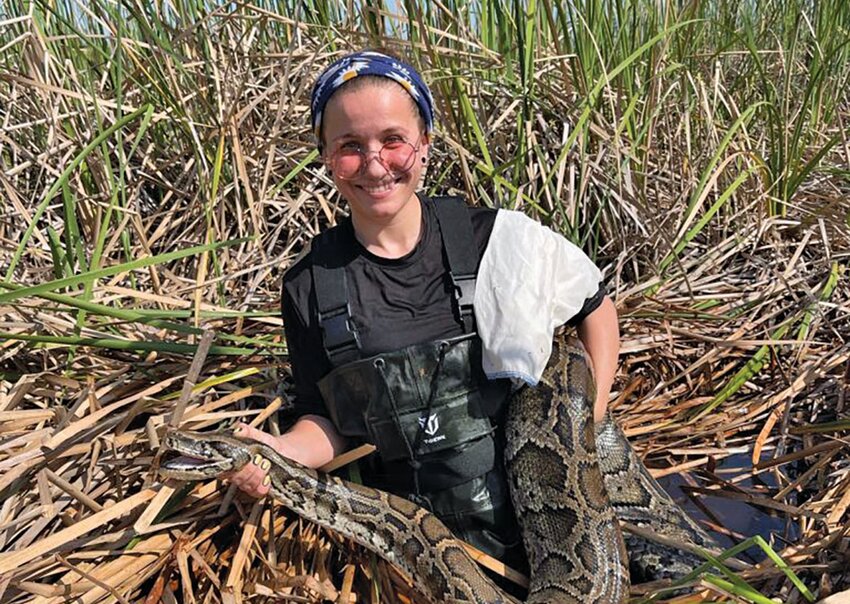 UF/IFAS wildlife biologist, Michelle Bassis, holds a large female Burmese pythons captured near one of our tagged male pythons in Everglades Francis S. Taylor Wildlife Management Area. [Photo courtesy UF/IFAS]