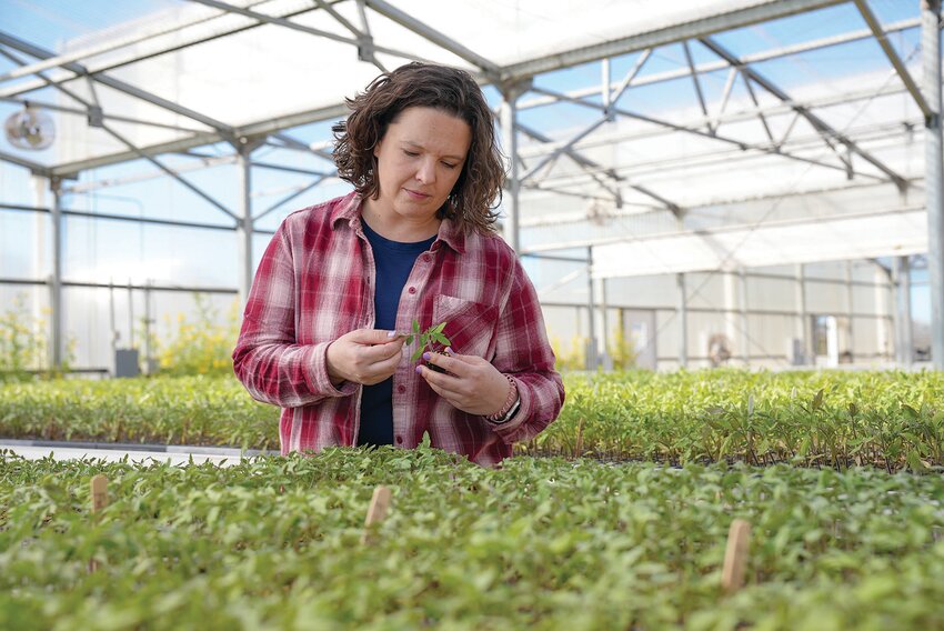 Jessica Chitwood-Brown, a UF/IFAS tomato breeder and an assistant professor of horticultural sciences at the Gulf Coast Research and Education Center.