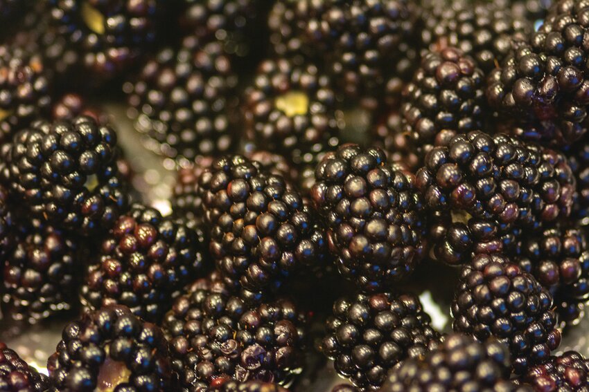 Blackberries from the breeding program at the UF/IFAS Gulf Coast Research and Education Center.