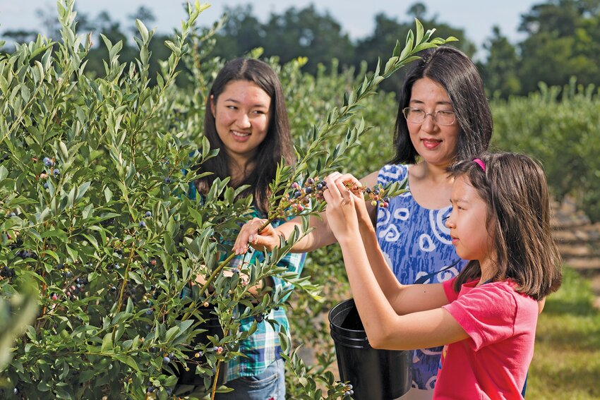 A mother and two daughters picking blueberries at a u-pick farm.