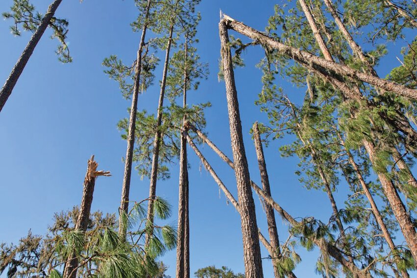 Trees damaged from Hurricane Idalia in 2023. [Photo courtesy UF/IFAS]