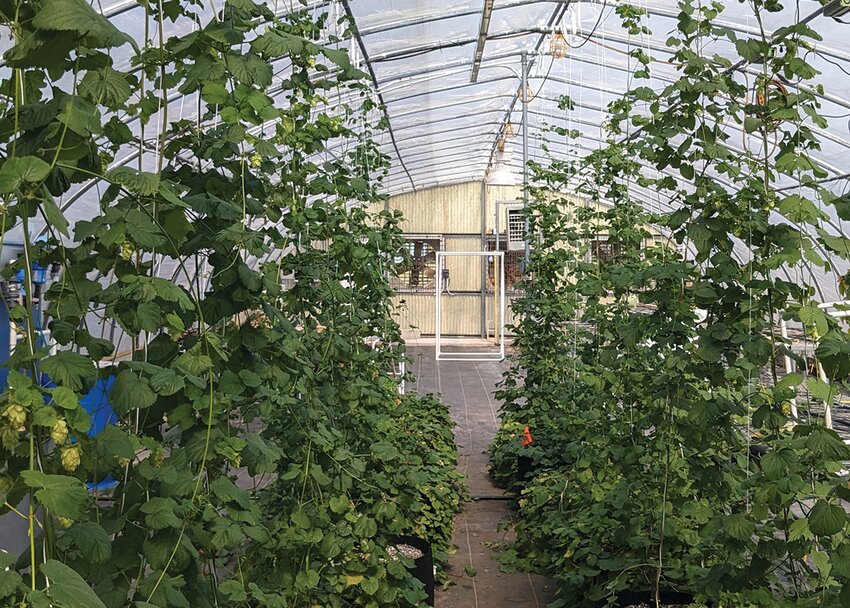 Thompson-Witrick&rsquo;s hops reach for the ceiling within a UF/IFAS greenhouse in Apopka . [Photo courtesy Katherine Thompson-Witrick]