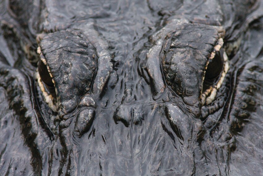 A close-up of an alligator at Everglades National Park near Homestead, Florida.