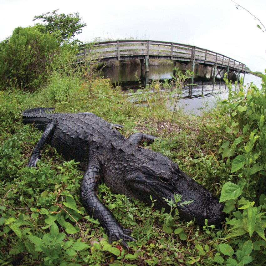 An alligator at Everglades National Park near Homestead, Florida.