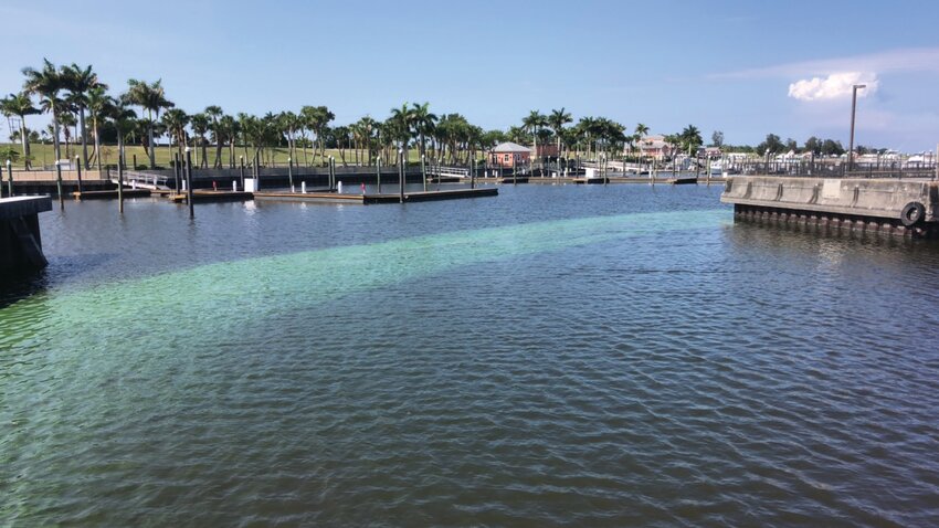 PAHOKEE -- A visible algal bloom was observed at the Pahokee Marina on May 25, 2024. [Photo courtesy FDEP]