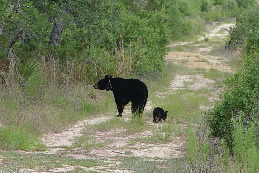 A mother bear and her cub.