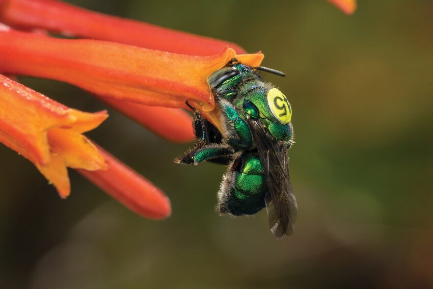 This vibrant emerald green orchid bee, known as Euglossa dilemma, is provisioning pollen from one of the flowering plants in the shade house at FLREC.