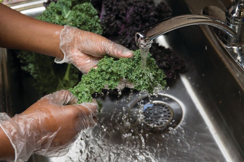 Kale being washed in a sink.