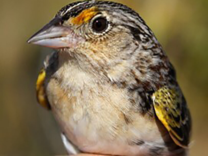 Grasshopper sparrow [Photo courtesy FWC]