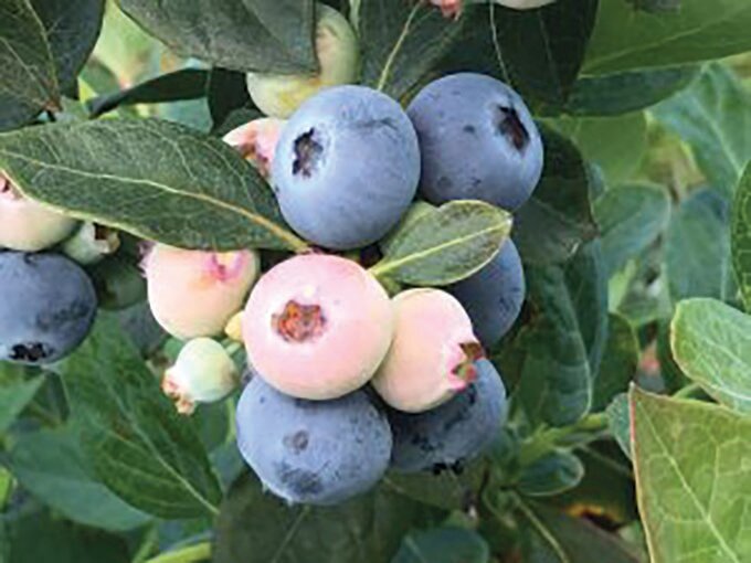 Sentinel blueberries. [Photo courtesy Doug Phillips/UF/IFAS]