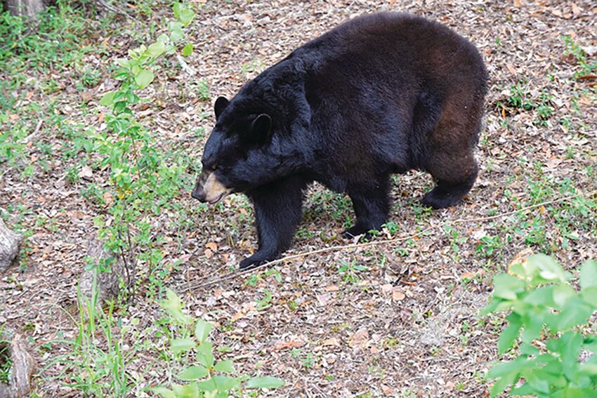 While black bears generally are not aggressive, they can injure people and pets.