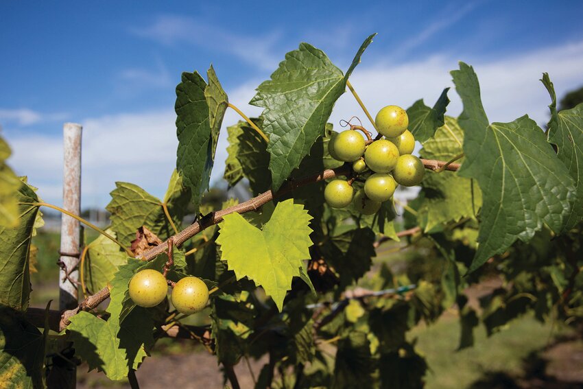 Muscadine grapes on a vine.