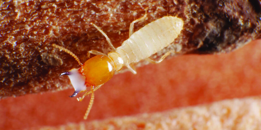 Photo features a termite species known as Coptotermes gestroi, commonly known as the Asian subterranean termite. [Photo courtesy UF/IFAS]